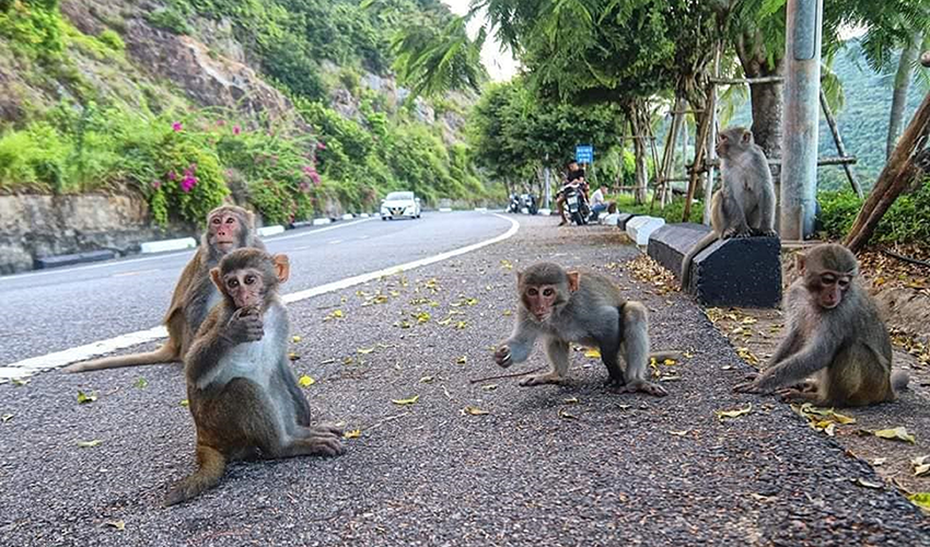 monkey-mountain-da-nang