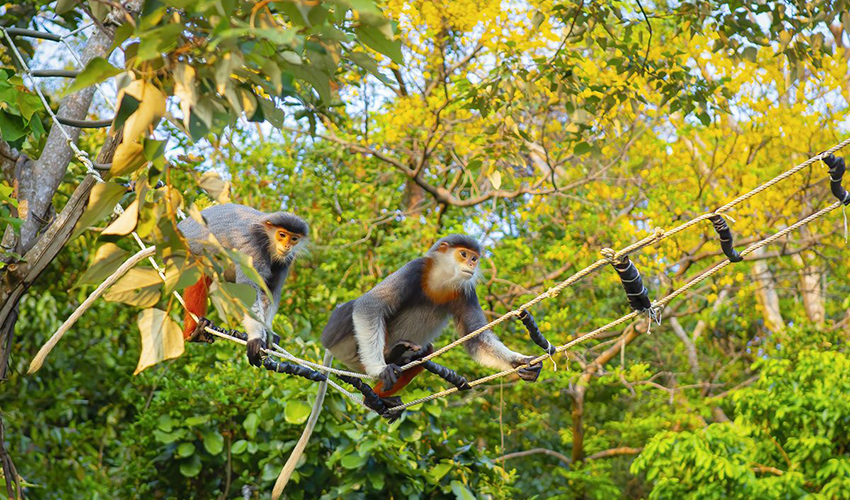 monkey-mountain-danang